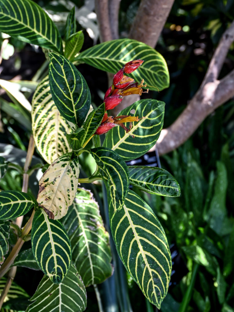 Изображение особи Sanchezia speciosa.