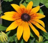 Rudbeckia hirta. Соцветие. Узбекистан, г. Ташкент, пос. Улугбек, частный двор, в культуре. 04.06.2016.