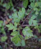Crataegus microphylla