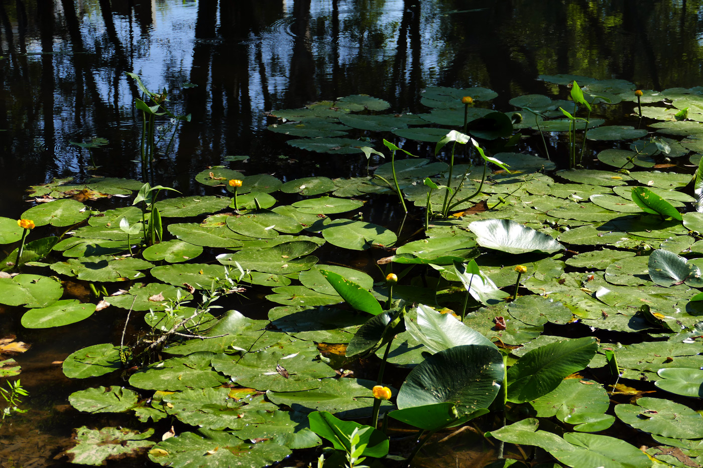 Image of Nuphar lutea specimen.