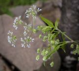 семейство Apiaceae