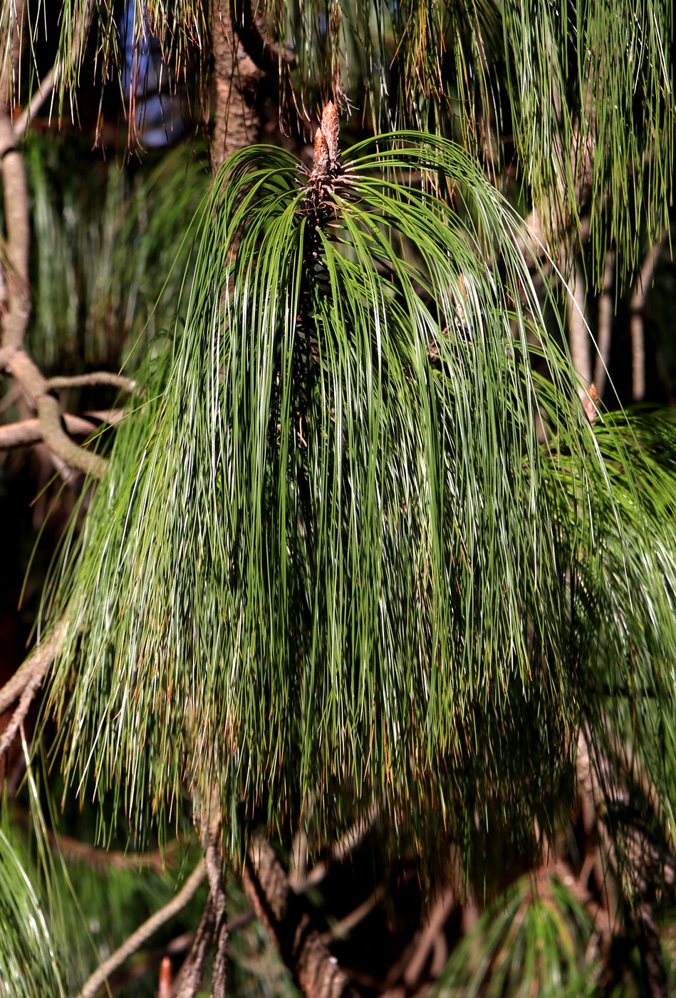 Изображение особи Pinus pseudostrobus.