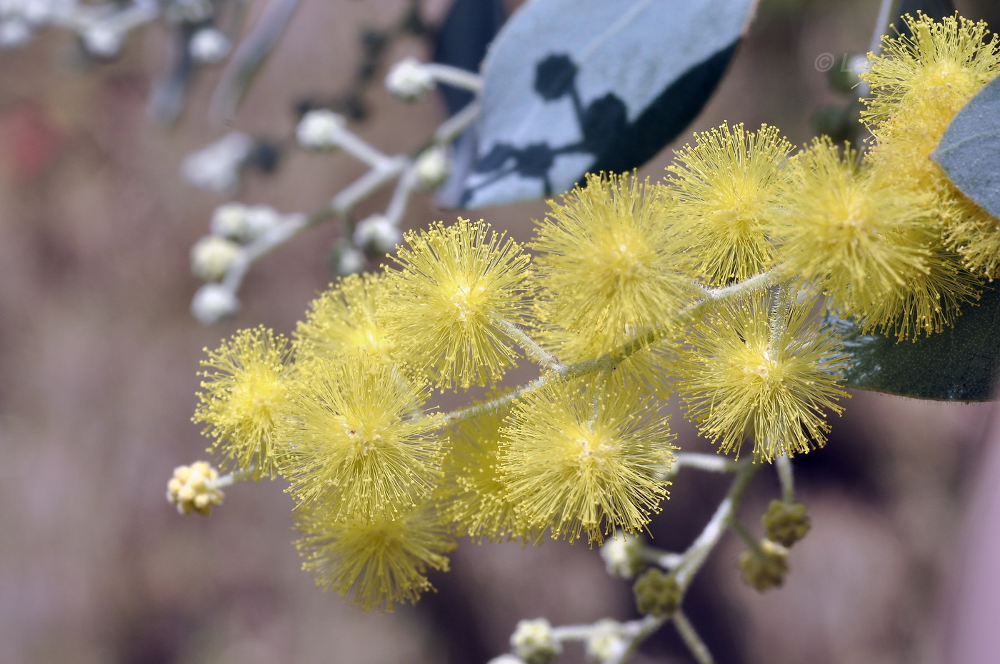 Image of Acacia podalyriifolia specimen.