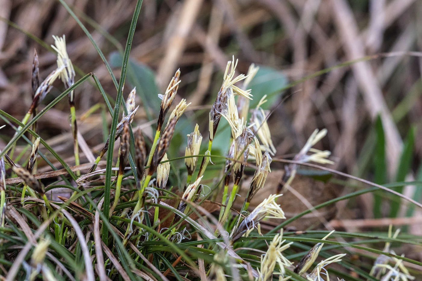 Image of genus Carex specimen.