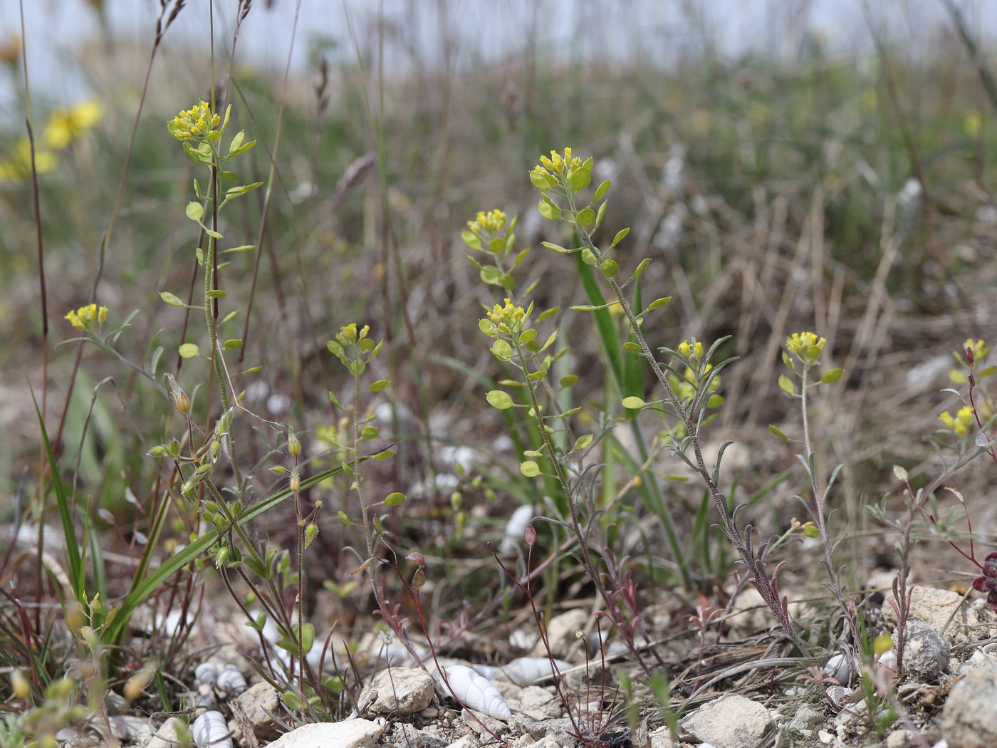 Изображение особи Meniocus linifolius.