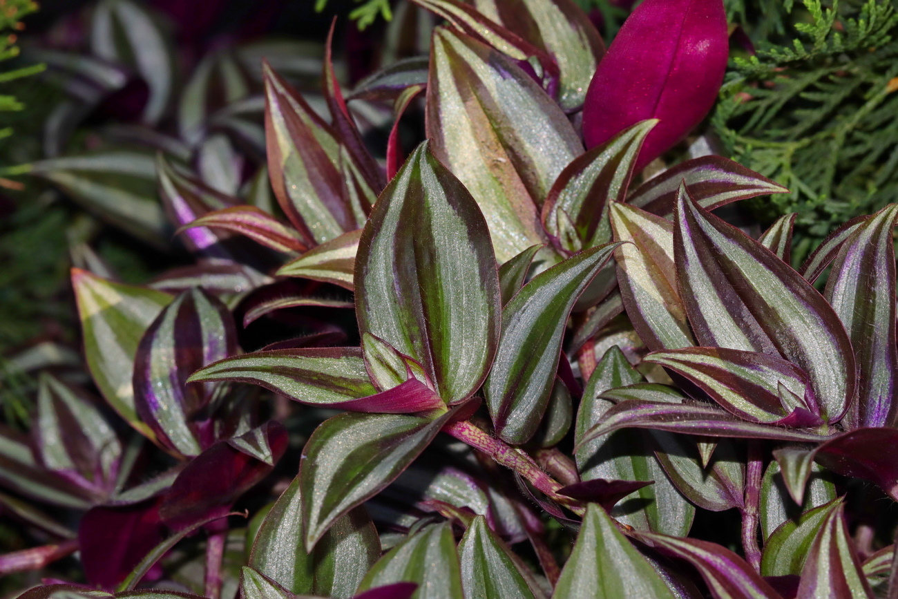 Изображение особи Tradescantia zebrina.