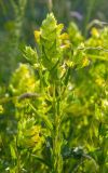 род Rhinanthus