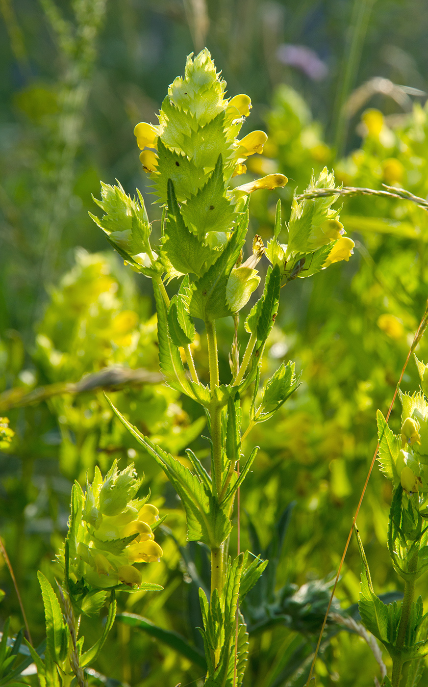 Изображение особи род Rhinanthus.