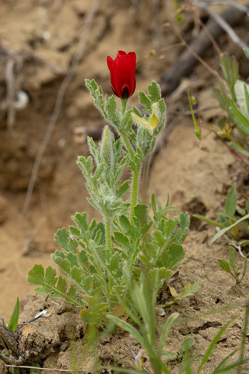 Image of Glaucium corniculatum specimen.