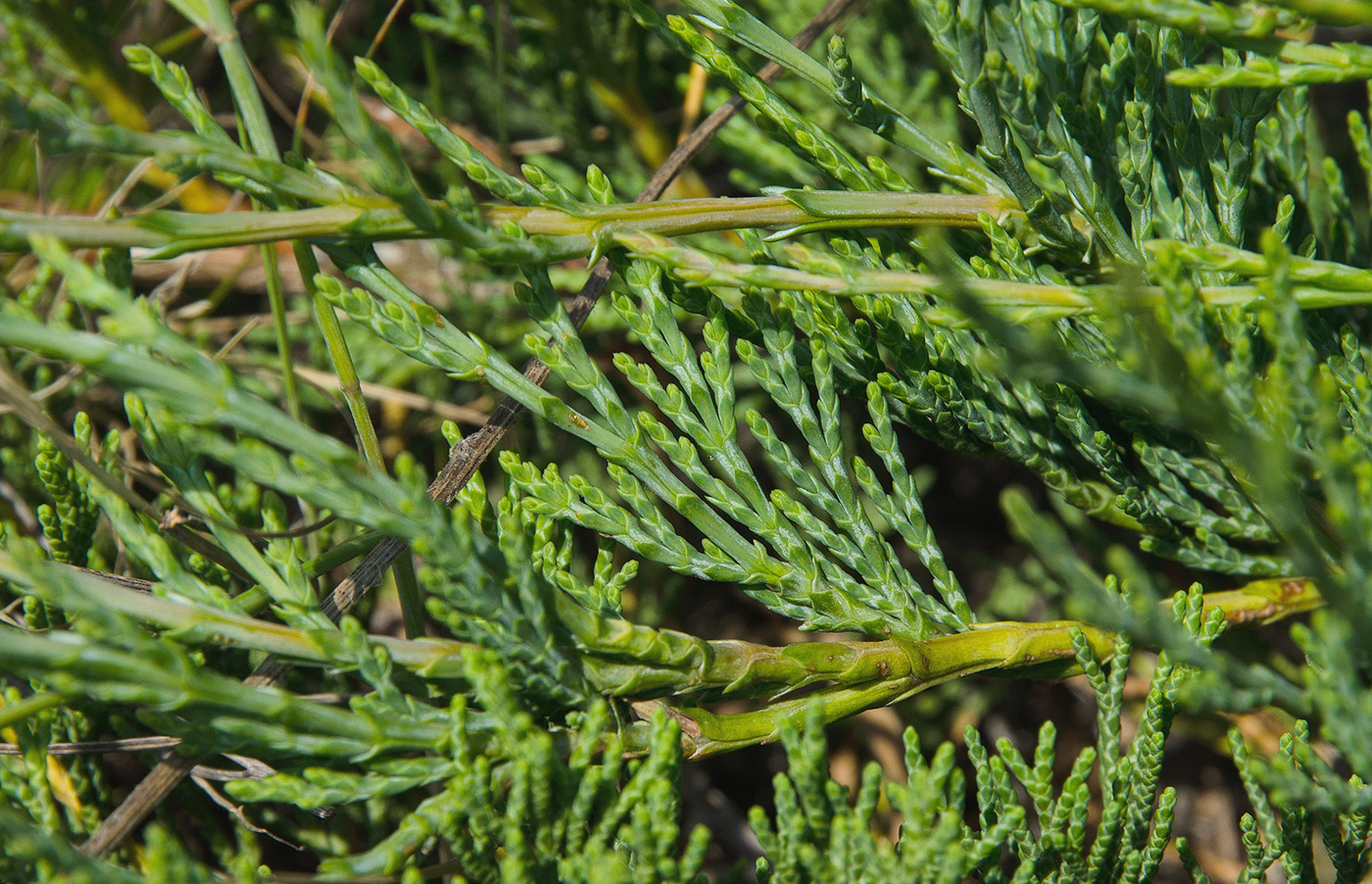 Изображение особи Juniperus sabina.