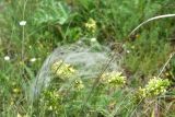 род Stipa
