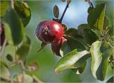 Malus niedzwetzkyana. Верхушка побега с незрелыми плодами с каплями дождя. Московская обл., Раменский р-н, окр. дер. Хрипань, садовый участок. 04.07.2026.
