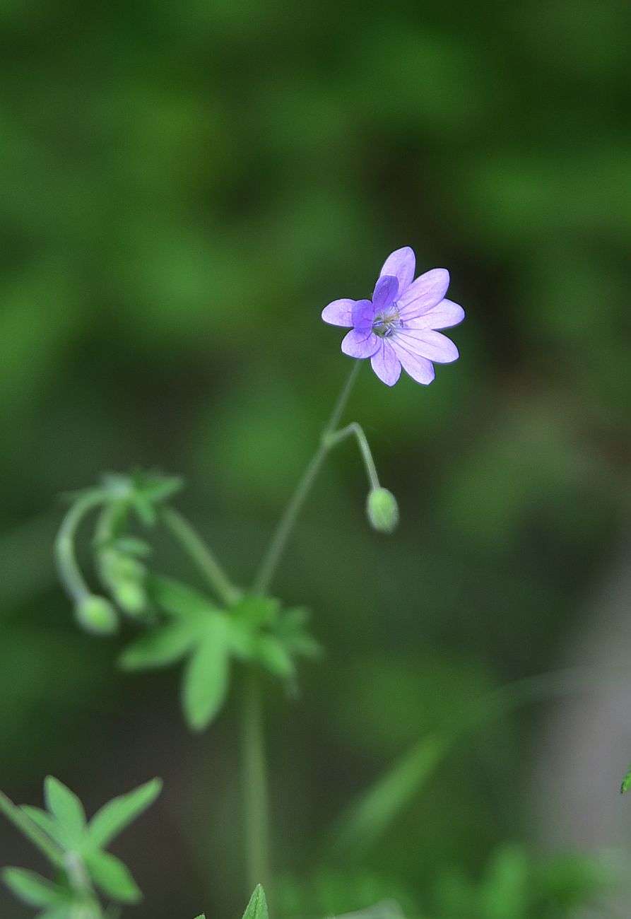 Image of genus Geranium specimen.