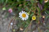 Erigeron karvinskianus. Соцветие. Португалия, округ Авейру, природный парк Бусаку, ≈ 500 м н.у.м., на скале. 14.06.2026.