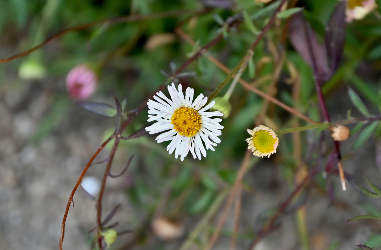 Image of Erigeron karvinskianus specimen.