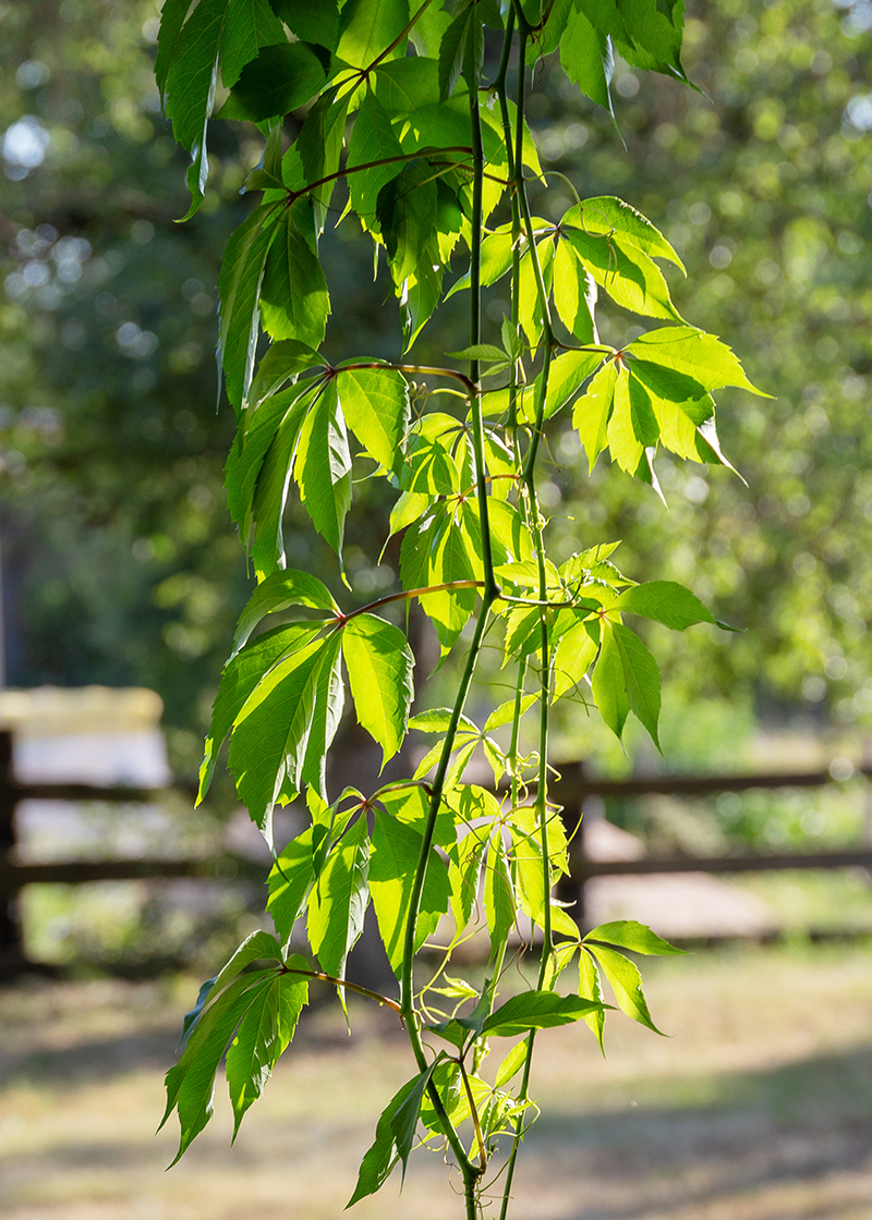 Изображение особи Parthenocissus quinquefolia.