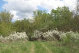Prunus stepposa