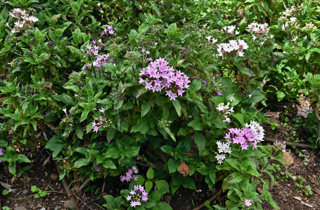 Image of Pentas lanceolata specimen.