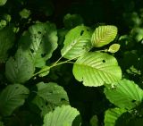 genus Alnus. Верхушка веточки. Турция, ил Артвин, окр. деревни Баглик, берег ручья, заросли. 12 июня 2026 г.
