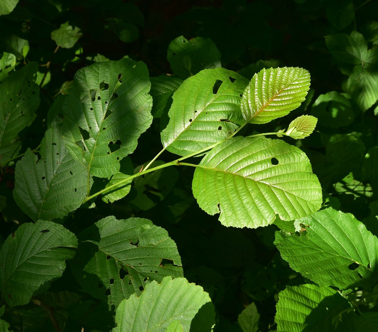 Image of genus Alnus specimen.