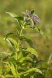 Mentha longifolia. Верхушка растения с развивающимися соцветиями. Кабардино-Балкария, Чегемский р-н, дол. р. Чегем, окр. т/б \"Башиль\", субальпийский луг у ручья. 02.08.2026.