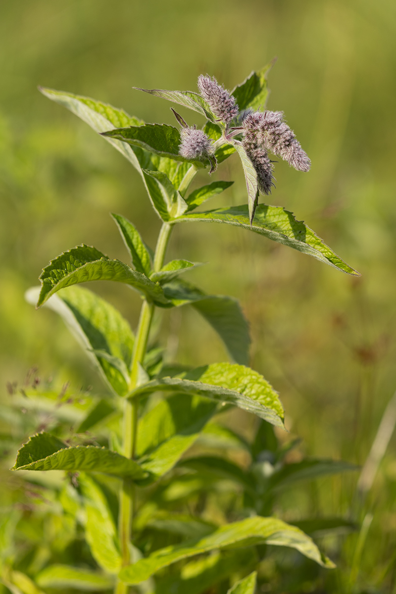 Изображение особи Mentha longifolia.