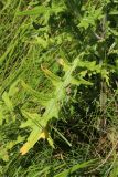 Cirsium vulgare. Нижний стеблевой лист. Беларусь, Витебская обл., окр. дер. Местечко, разнотравно-злаковый суходольный луг. 17.07.2026.