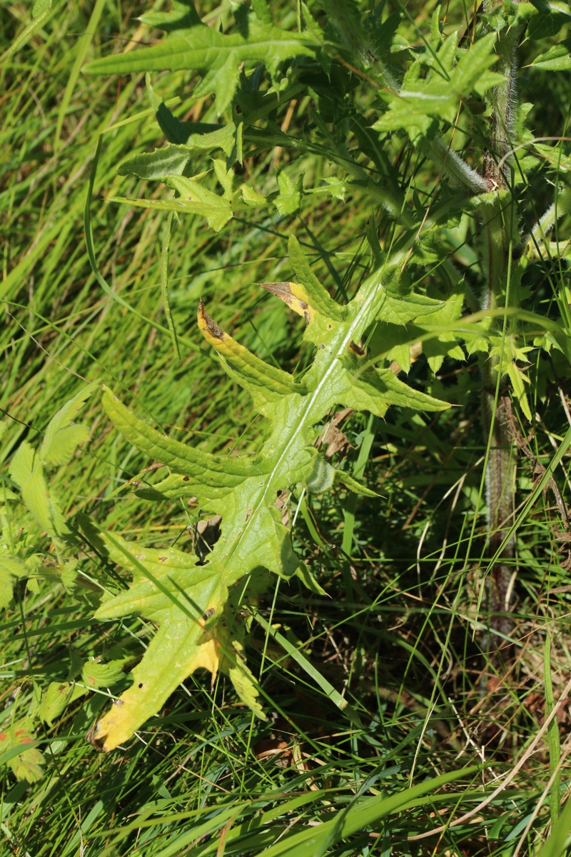 Изображение особи Cirsium vulgare.