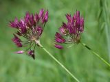 род Allium