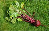 Beta vulgaris. Растение, извлечённое из земли. Московская обл., Раменский р-н, окр. дер. Хрипань, садовый участок. 13.09.2026.