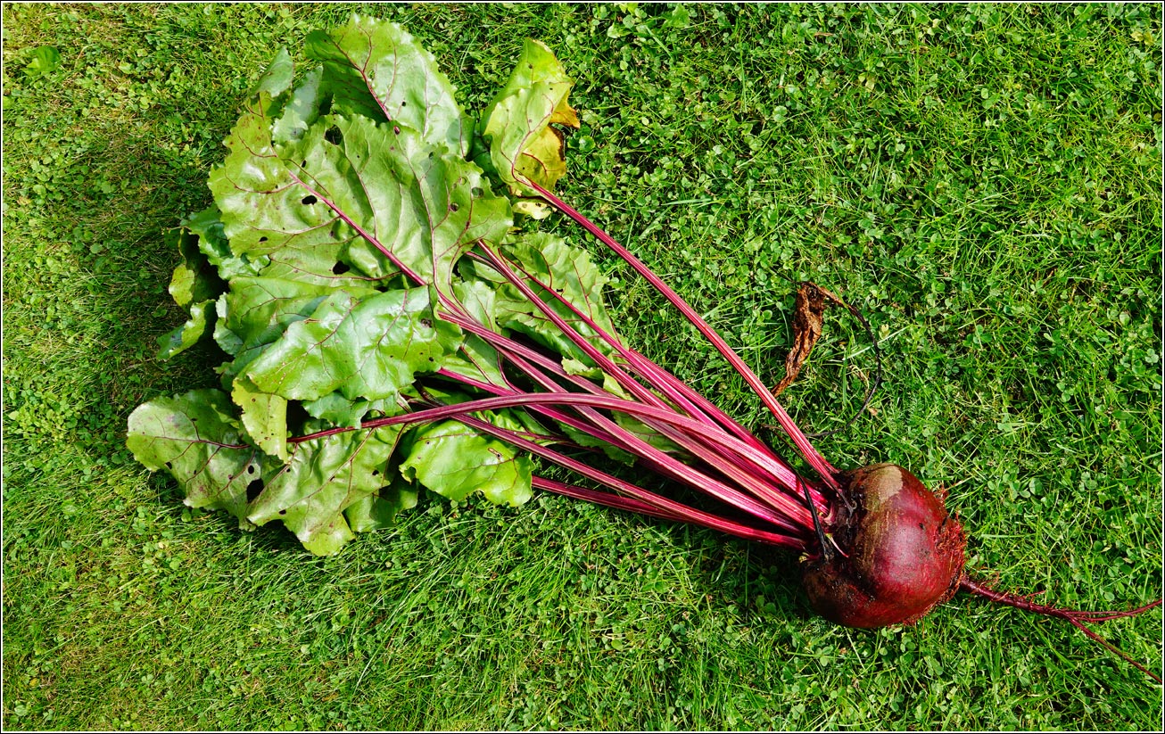 Image of Beta vulgaris specimen.