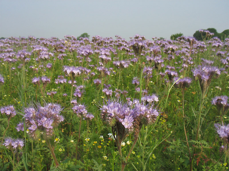 Изображение особи Phacelia tanacetifolia.