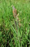 Carex nigra