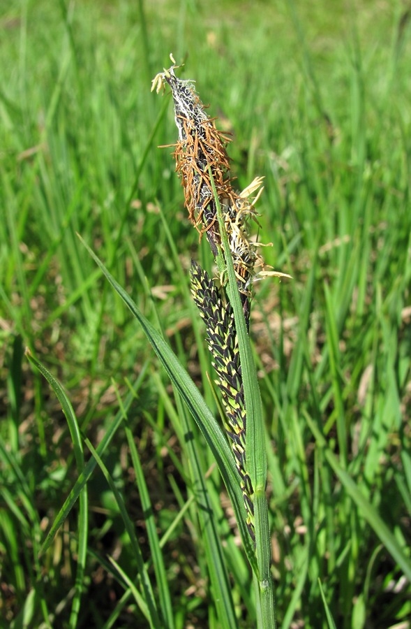 Изображение особи Carex nigra.