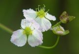 Alisma plantago-aquatica