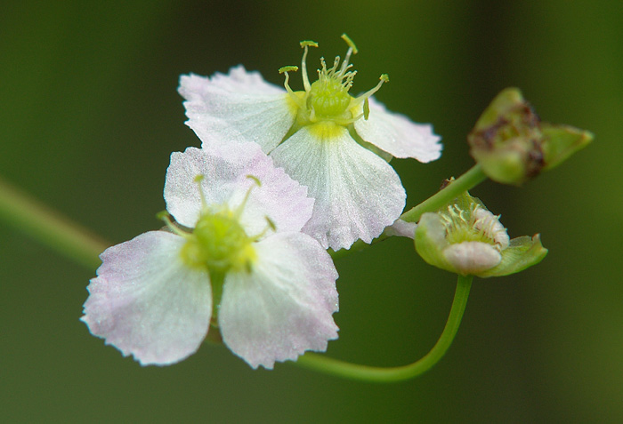 Изображение особи Alisma plantago-aquatica.