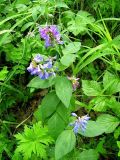 Vicia unijuga