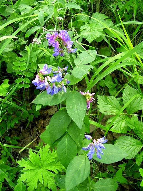 Image of Vicia unijuga specimen.