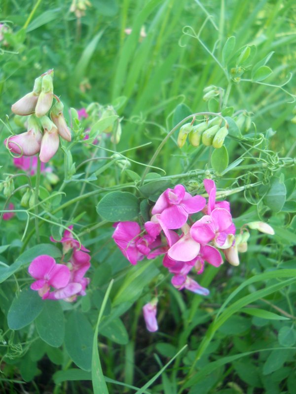 Image of Lathyrus tuberosus specimen.