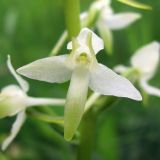 Platanthera bifolia