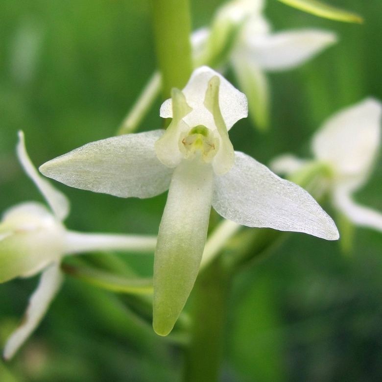 Image of Platanthera bifolia specimen.