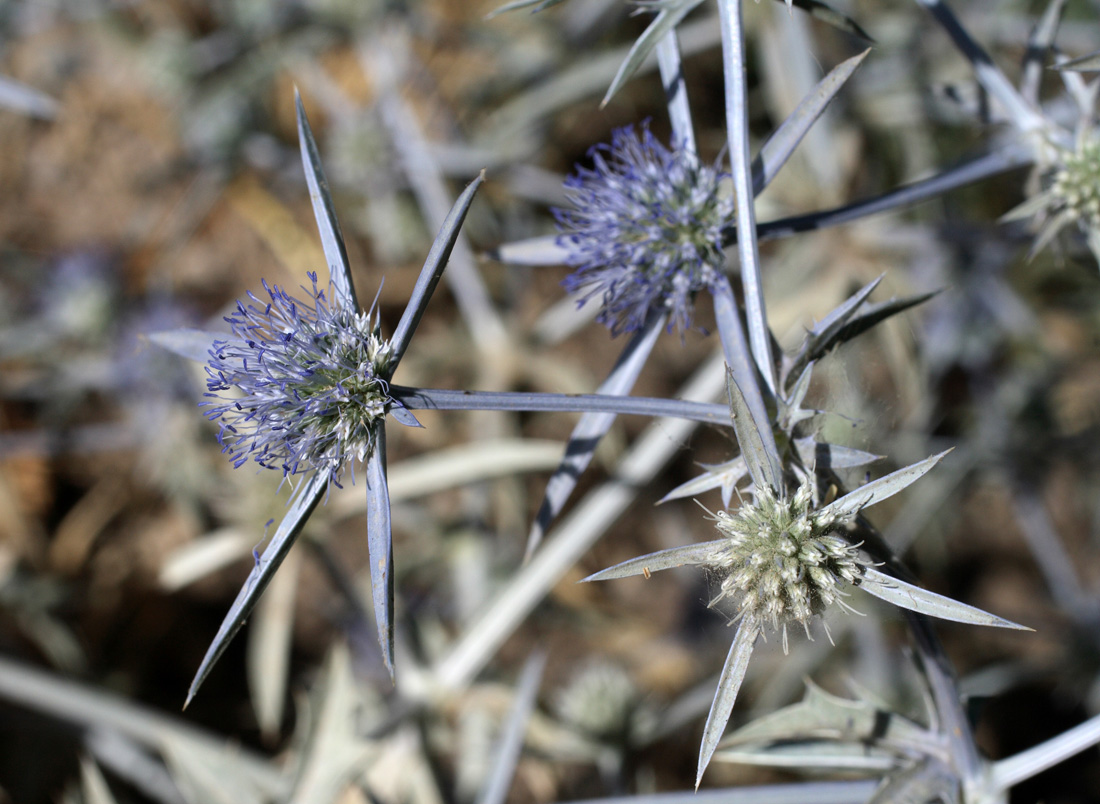 Изображение особи Eryngium caeruleum.