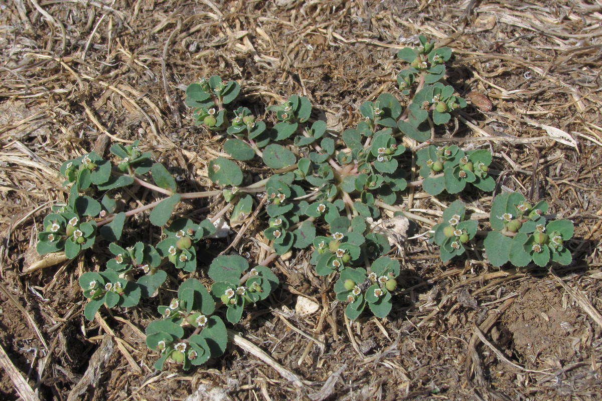 Image of Euphorbia chamaesyce specimen.