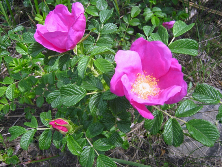 Image of Rosa rugosa specimen.