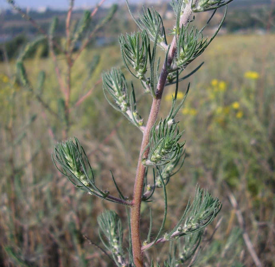 Изображение особи Bassia laniflora.