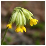 Primula veris. Соцветие. Республика Татарстан, г. Казань, 13.05.2006.