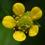 Geum urbanum. Цветок. Республика Татарстан, Волжско-Камский заповедник. 09.07.2011.