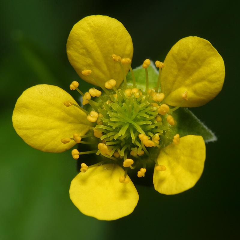 Изображение особи Geum urbanum.