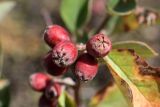 Cotoneaster suavis. Плоды. Узбекистан, Ташкентская обл., зап. отроги Чаткальского хр., ур. Чимган, Песочный перевал. 10.09.2011.