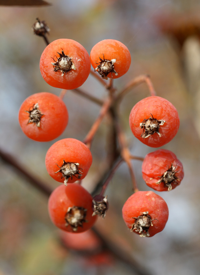 Image of Sorbus persica specimen.